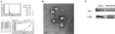 Embryonic Stem Cell-Derived Exosomes Attenuate Transverse Aortic Constriction Induced Heart Failure by Increasing Angiogenesis